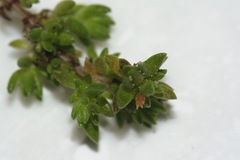 Crassula mataikona