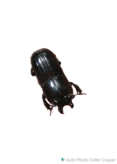 Figulus laevipennis