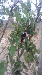 Aristolochia taliscana