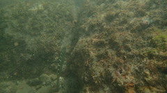 Halichoeres notospilus