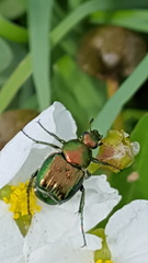 Trichiotinus lunulatus