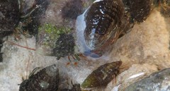 Clibanarius antillensis