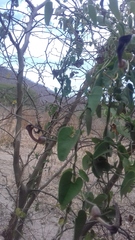 Aristolochia taliscana