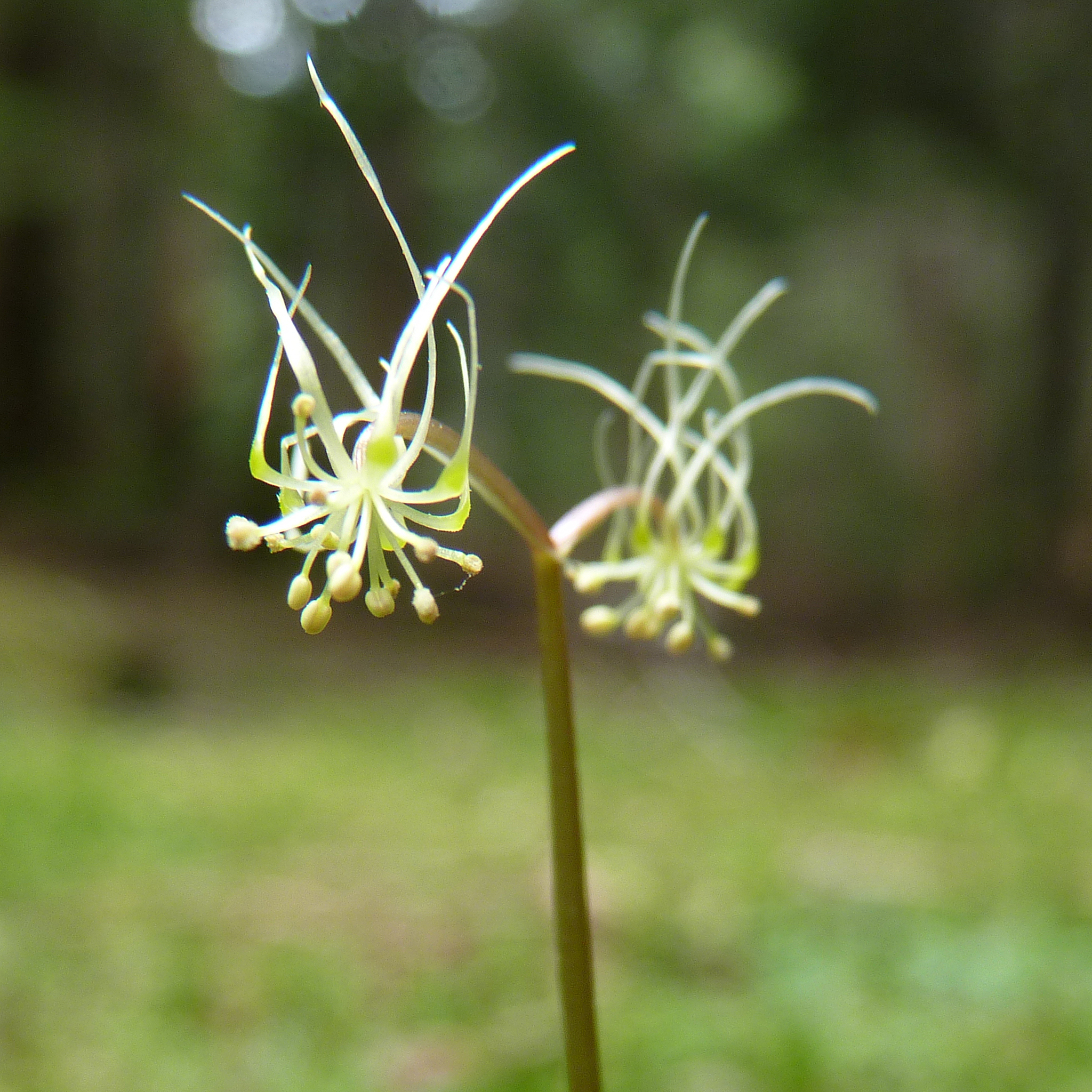 Coptis aspleniifolia