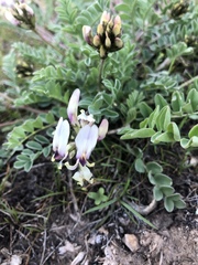 Astragalus cibarius