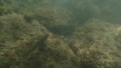 Halichoeres notospilus