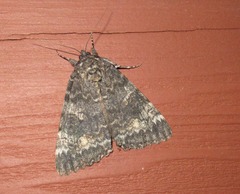 Catocala briseis