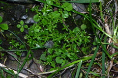 Crassula mataikona
