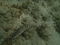 Sphoeroides lobatus