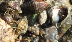 Clibanarius antillensis