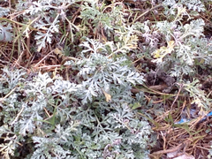 Eriophyllum staechadifolium