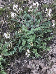 Astragalus cibarius