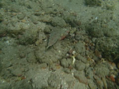 Sphoeroides lobatus