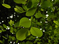 Erythroxylum coca