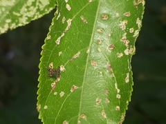 Cyphonia clavigera