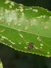 Cyphonia clavigera