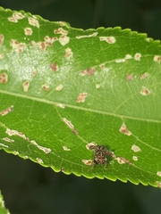 Cyphonia clavigera