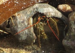 Clibanarius antillensis