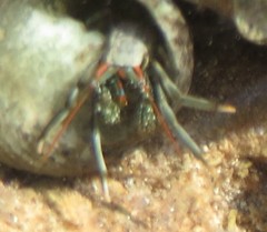 Clibanarius antillensis