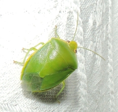 Glaucias