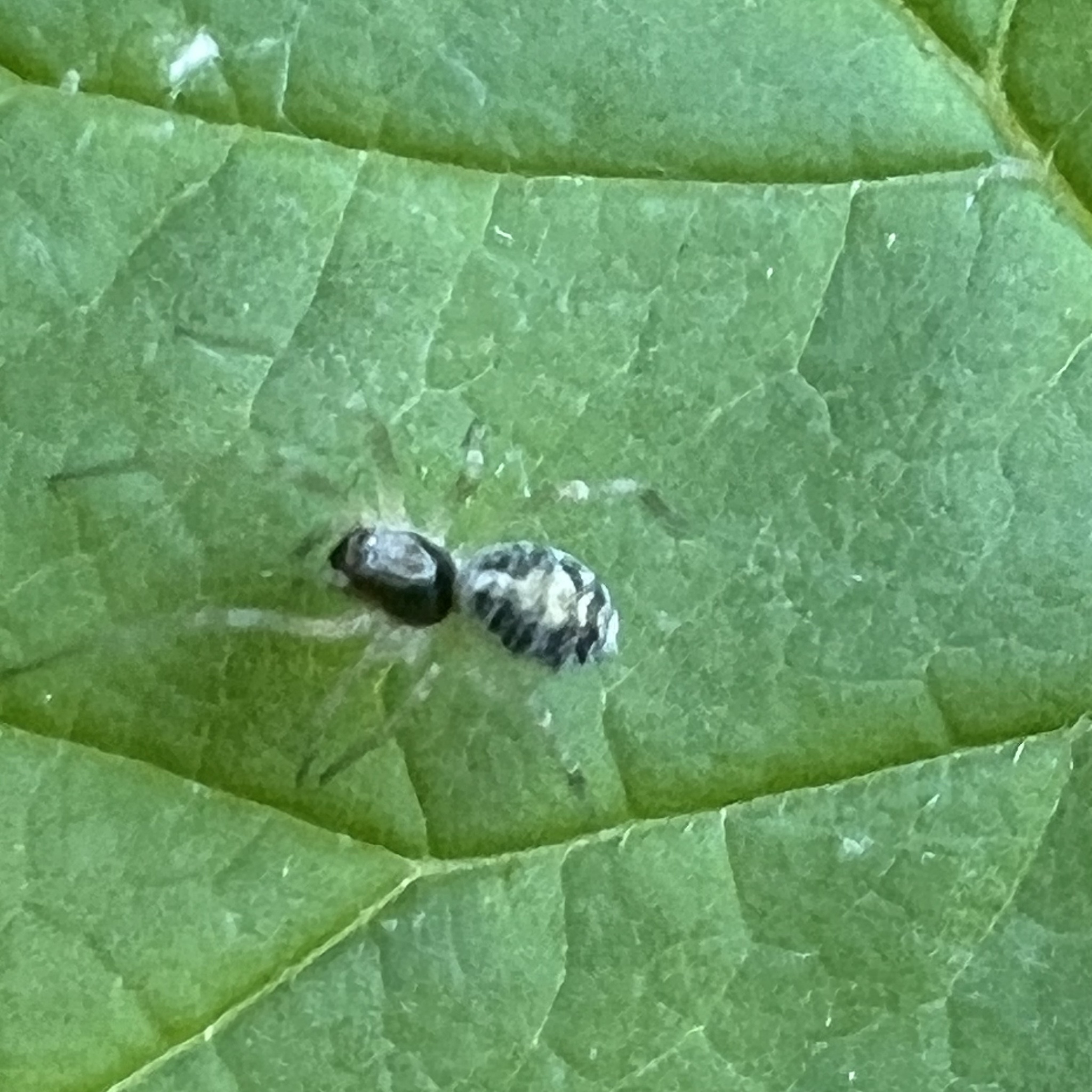 Emblyna sublata