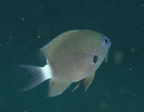 Deepreef chromis (Chromis delta) — Pomacentridae