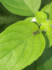 Cyphonia clavigera