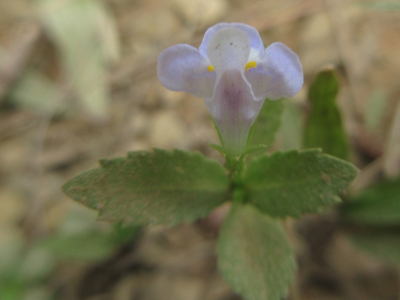 Bonnaya antipoda (Bonnaya antipoda)