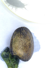 Ruditapes philippinarum