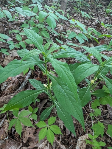 Image of Triosteum angustifolium by (c) John Abrams, some rights reserved (CC BY)