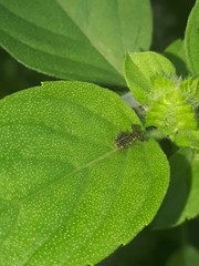 Cyphonia clavigera