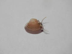 Hysteroconcha lupanaria