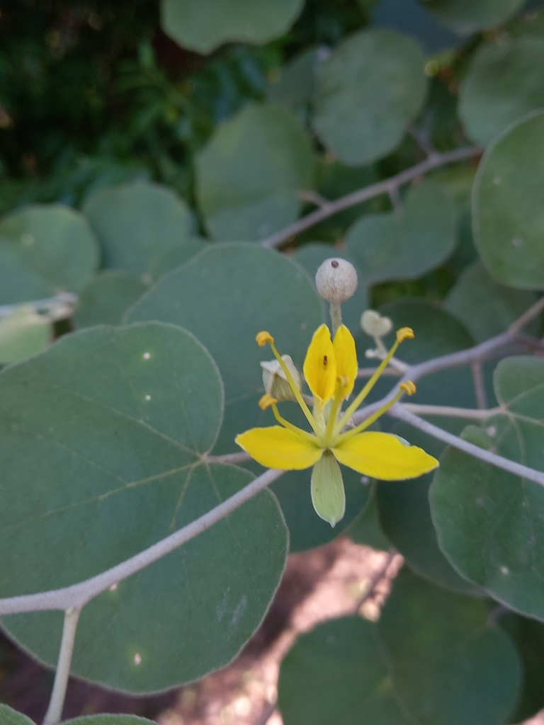 Morisonia tweedieana