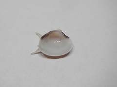 Hysteroconcha lupanaria