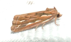 Meyrickella torquesauria