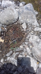 Leptodactylus melanonotus