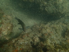 Stegastes rectifraenum