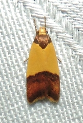 Heteroteucha dichroella