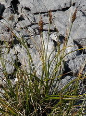 Carex pyrenaica