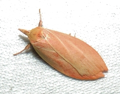 Wingia rectiorella