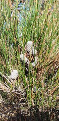 Allocasuarina muelleriana