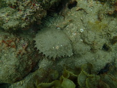 Pinctada mazatlanica