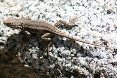 Sceloporus graciosus gracilis