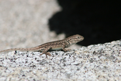 Sceloporus graciosus gracilis
