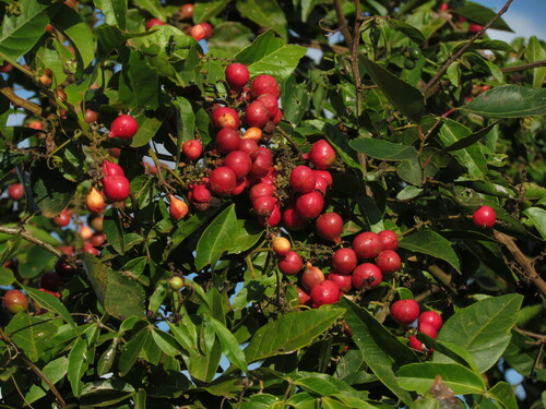 Paullinia elegans (Paullinia elegans)