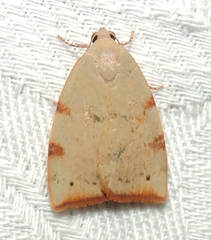Detounda leptoplasta