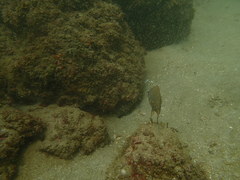 Stegastes rectifraenum