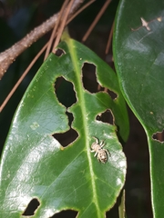 Metaphidippus