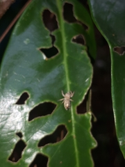 Metaphidippus