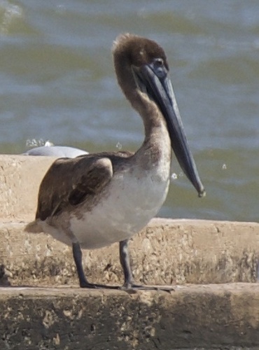 Brown Pelican photographed in Oklahoma
